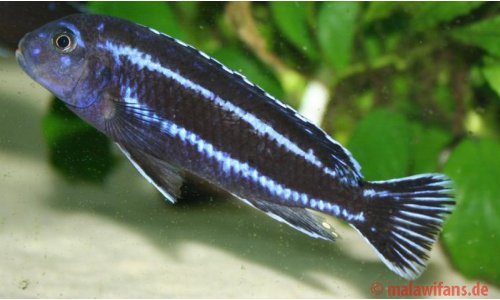 Melanochromis cyaneorhabdos